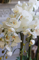 efektowny storczyk w niebieskiej misie, Turkusja, wys.73cm