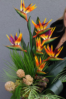 Strelicja Antique, kompozycja ze strelicją w złotym wazonie