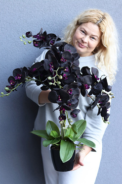 Black Orchid New, sztuczny czarny storczyk w osłonce, wys.69cm
