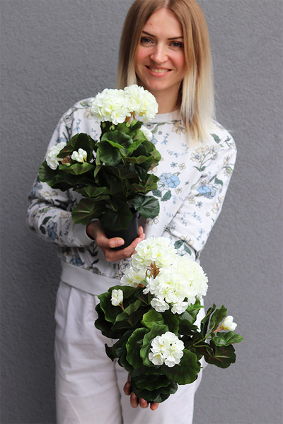 doniczkowa pelargonia Biała, wysokiej jakości sztuczne kwiaty
