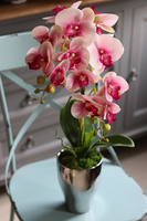 Fellice, gumowy storczyk w lustrzanej donicy