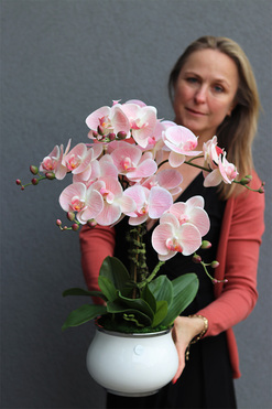 Pudrove Love, różowy gumowy storczyk, wys.61cm