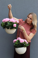 Pelargonia Pink, kompozycja pelargonie w wiszącej donicy	