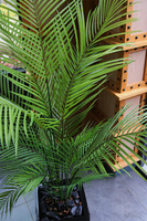 Palma Fiberglass, sztuczna roślina w czarnej donicy