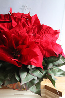 Gwiazda Betlejemska Gold Glass, wysokiej jakości sztuczna roślina