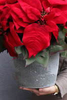 Gwiazda Betlejemska Modern Concrete Small, wysokiej jakości sztuczna roślina