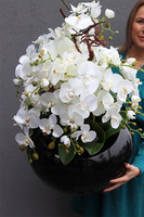 Grande Belezza 3, bardzo duży storczyk