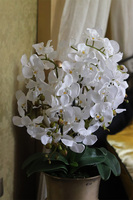 Pucharia Deluxe, storczyk w złotym pucharze, wys.88cm