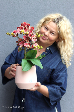 Just Pink, gumowy storczyk w doniczce, wys.45cm