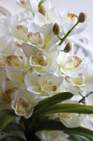 Nevile, sztuczny storczyk w metalowej osłonce