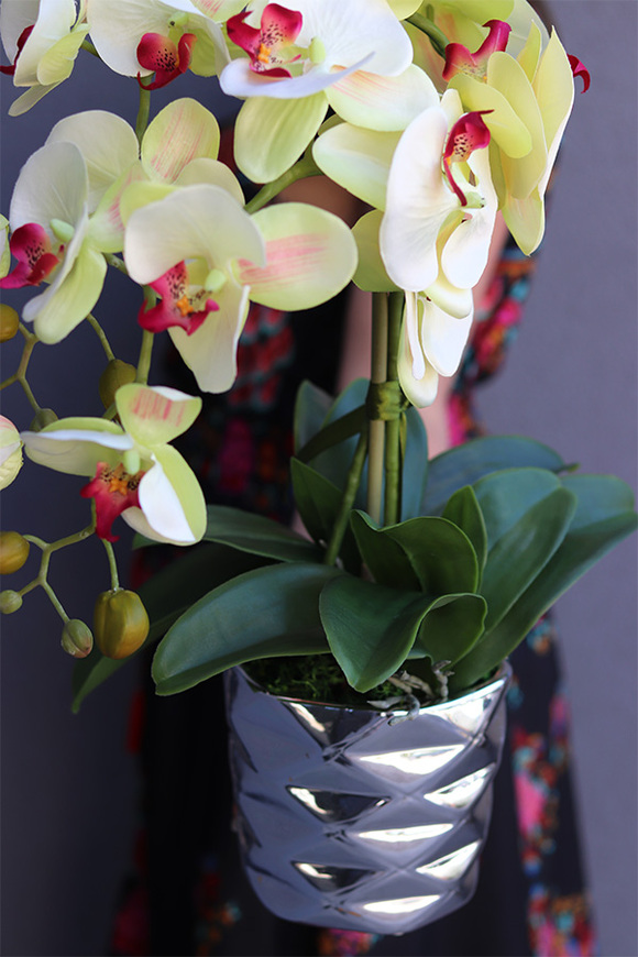 Amanista Ramona, limonkowy storczyk w lustrzanej donicy, wys.50cm 