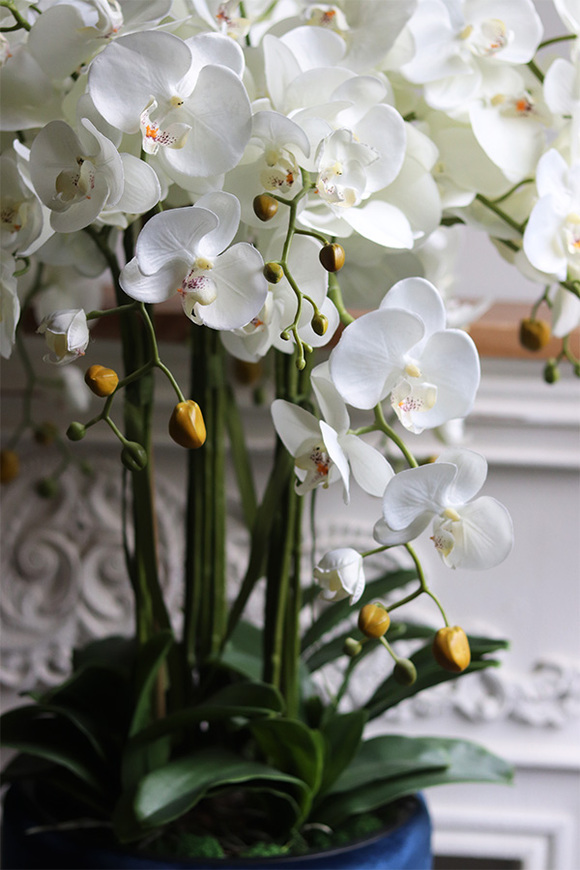 Blue Cavallo, bogaty storczyk w welurowej osłonce