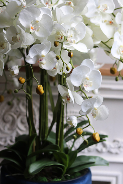 Blue Cavallo, bogaty storczyk w welurowej osłonce