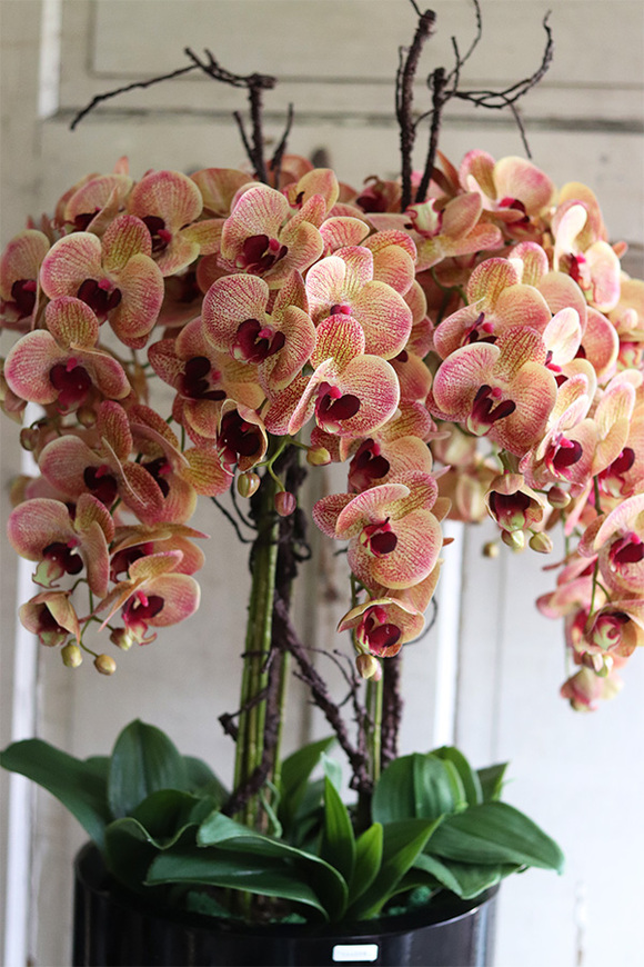 Castellamare Grande Fiberglass, gumowy storczyk w czarnej donicy fiberglass, wys.120cm