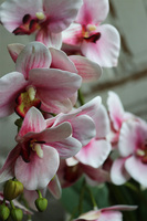 Ferito, gumowy storczyk w owalnej donicy, wys.62cm 