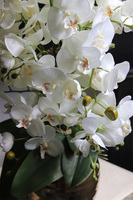 Nediata Gold, sztuczny storczyk w złotej donicy