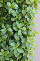 Drzewko Maxi Orange, sztuczna roślina w donicy