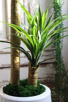 Juka Fiberglass, sztuczna roślina w donicy, wys.166cm