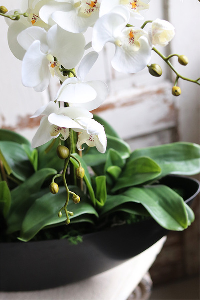 Big Laos Dark Grey, elegancki storczyk w szarej donicy, wys.64cm