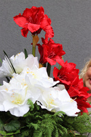 Ambasada, kompozycja z amarylisem w pucharze, wym.75cm 