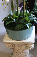 efektowny storczyk w niebieskiej misie, Turkusja, wys.73cm