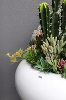 Esperanza Cacti 2 Fiberglass, sukulenty z kaktusem w białej donicy