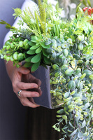 Anya Green Long Sukulenty, zielona kompozycja w srebrnej donicy