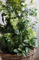 New Green Bahama, drzewko sztuczne kolumnowe w donicy