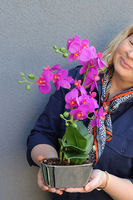 Pinkobella Fuksja 2, gumowy storczyk w lustrzanej donicy