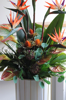 Strelicja Bahama, strelicja w donicy na stojaku