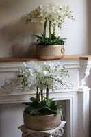 efektowny storczyk w metalowej misie, Ferrata Gold 2