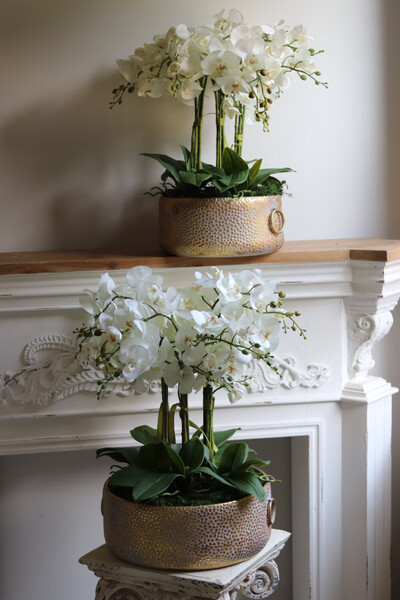 efektowny storczyk w metalowej misie, Ferrata Gold 2