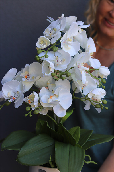 Beria White, elegancki storczyk w białej donicy