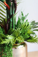 Strelicja Salise Gold, kompozycja w szklanej osłonce