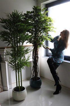 komplet dwóch roślin, fikus Benjamin i bambus w donicach mrozoodpornych