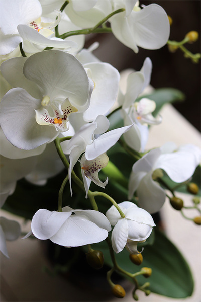 Abigail 2, storczyk w złoto-czarnej donicy, wys.50cm 