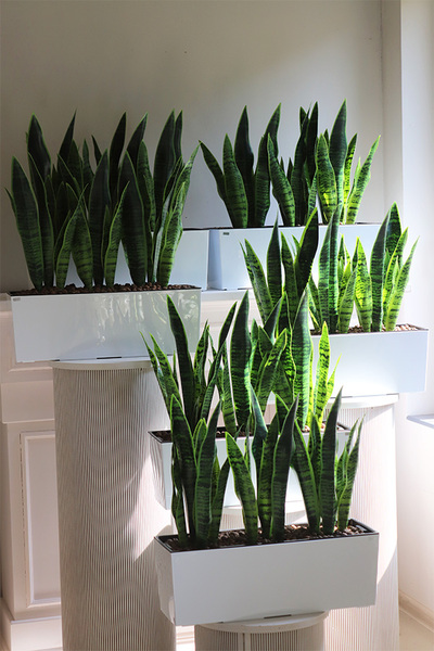 Sansewieria Mediolan White, roślina sztuczna w donicy