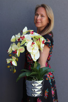 Amanista Ramona, limonkowy storczyk w lustrzanej donicy, wys.50cm 