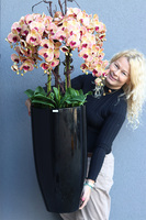 Castellamare Grande Fiberglass, gumowy storczyk w czarnej donicy fiberglass, wys.120cm