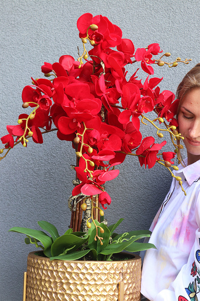 Miłość, karminowy welurowy storczyk	