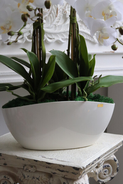 Benicio 2, biały storczyk