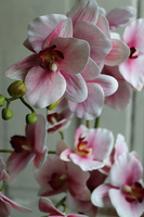 Ferito, gumowy storczyk w owalnej donicy, wys.62cm 