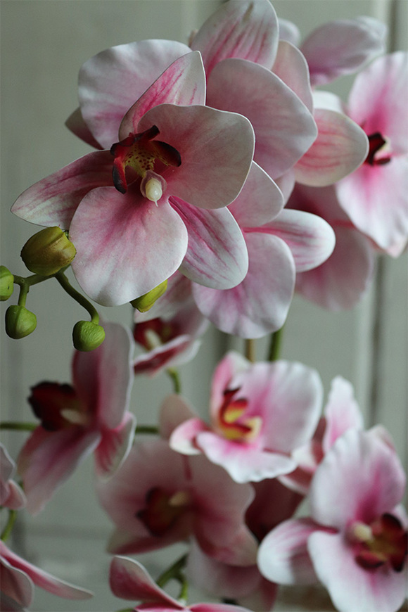 Ferito, gumowy storczyk w owalnej donicy, wys.62cm 