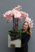 ekskluzywny storczyk w stalowej donicy, Pastellito Mirror Cube, wys.98cm