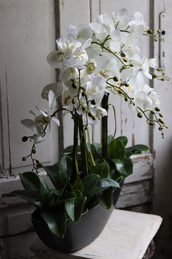 Big Laos Dark Grey, elegancki storczyk w szarej donicy, wys.64cm