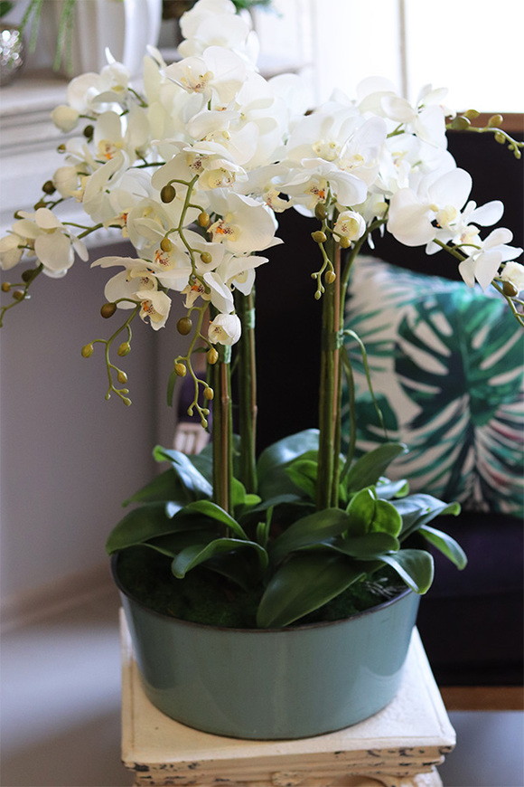 efektowny storczyk w niebieskiej misie, Turkusja, wys.73cm