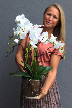 biały storczyk Goldina New, wys.60cm