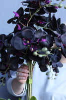 Black Orchid New, sztuczny czarny storczyk w osłonce