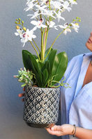 Lunna Selenia, gumowy storczyk