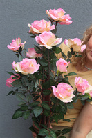 Róża, sztuczna roślina w osłonce, różowa